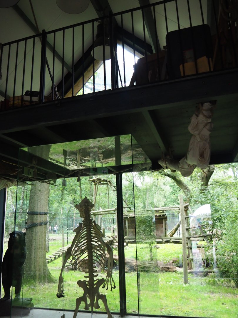 Inside the sun bear viewing building, 2023-08-17