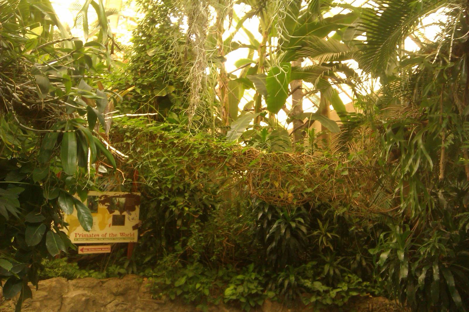 Inside the Tropical Forest Building
