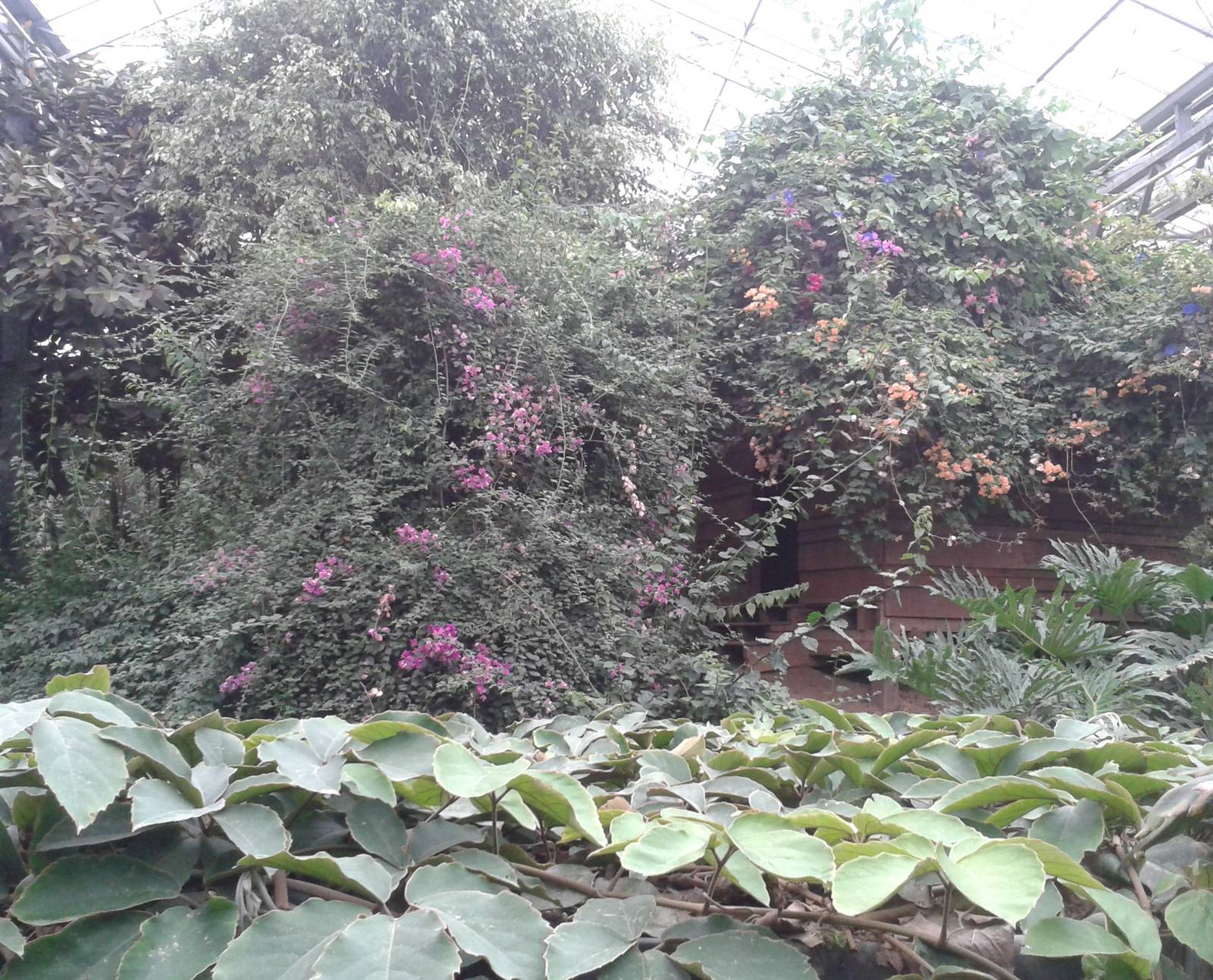 Inside the Tropical house