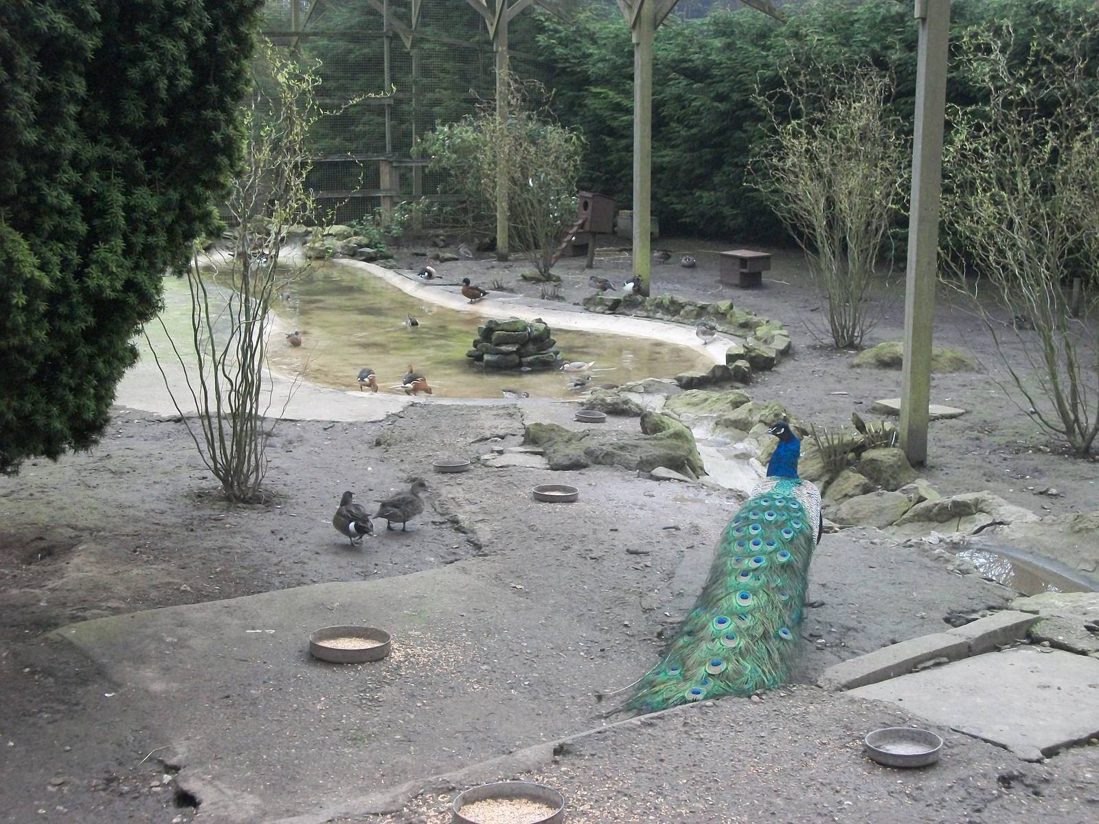 Inside the walk-through aviary, 29th March 2014