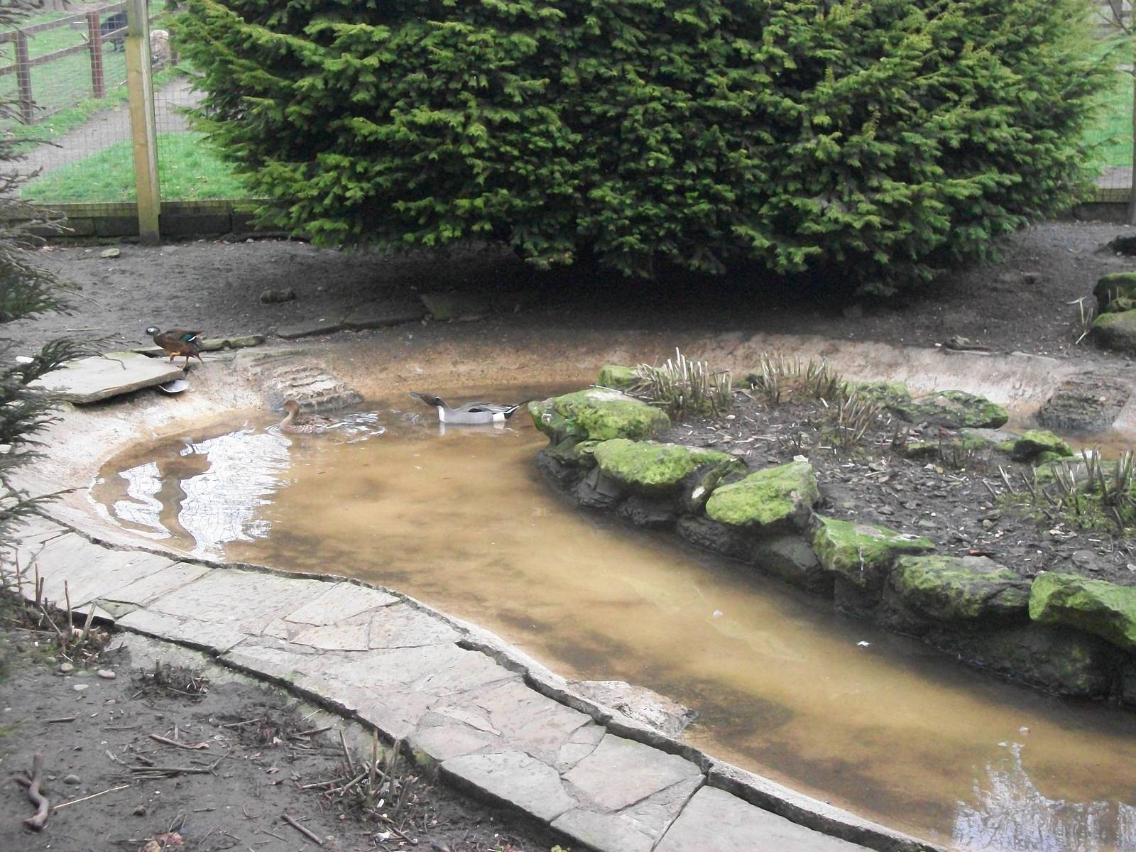 Inside the walk-through aviary, 29th March 2014