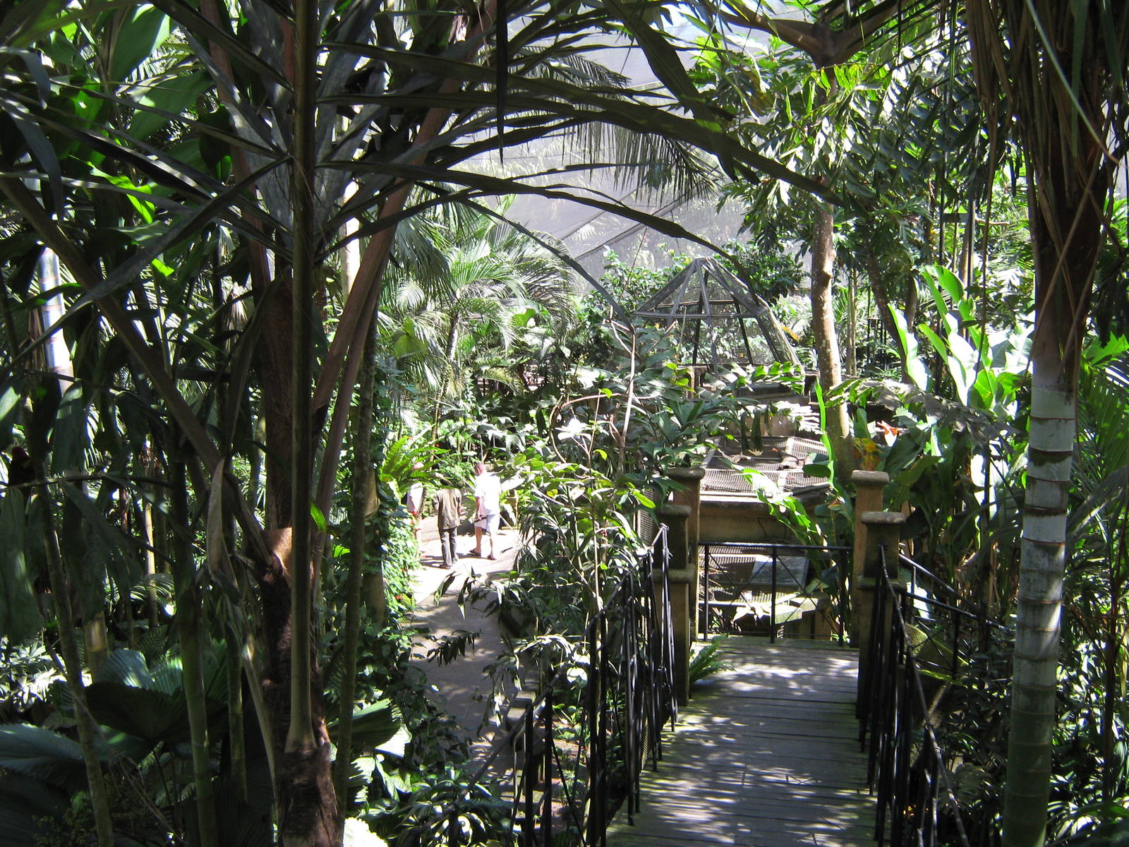inside the walk-through Papuan Aviary