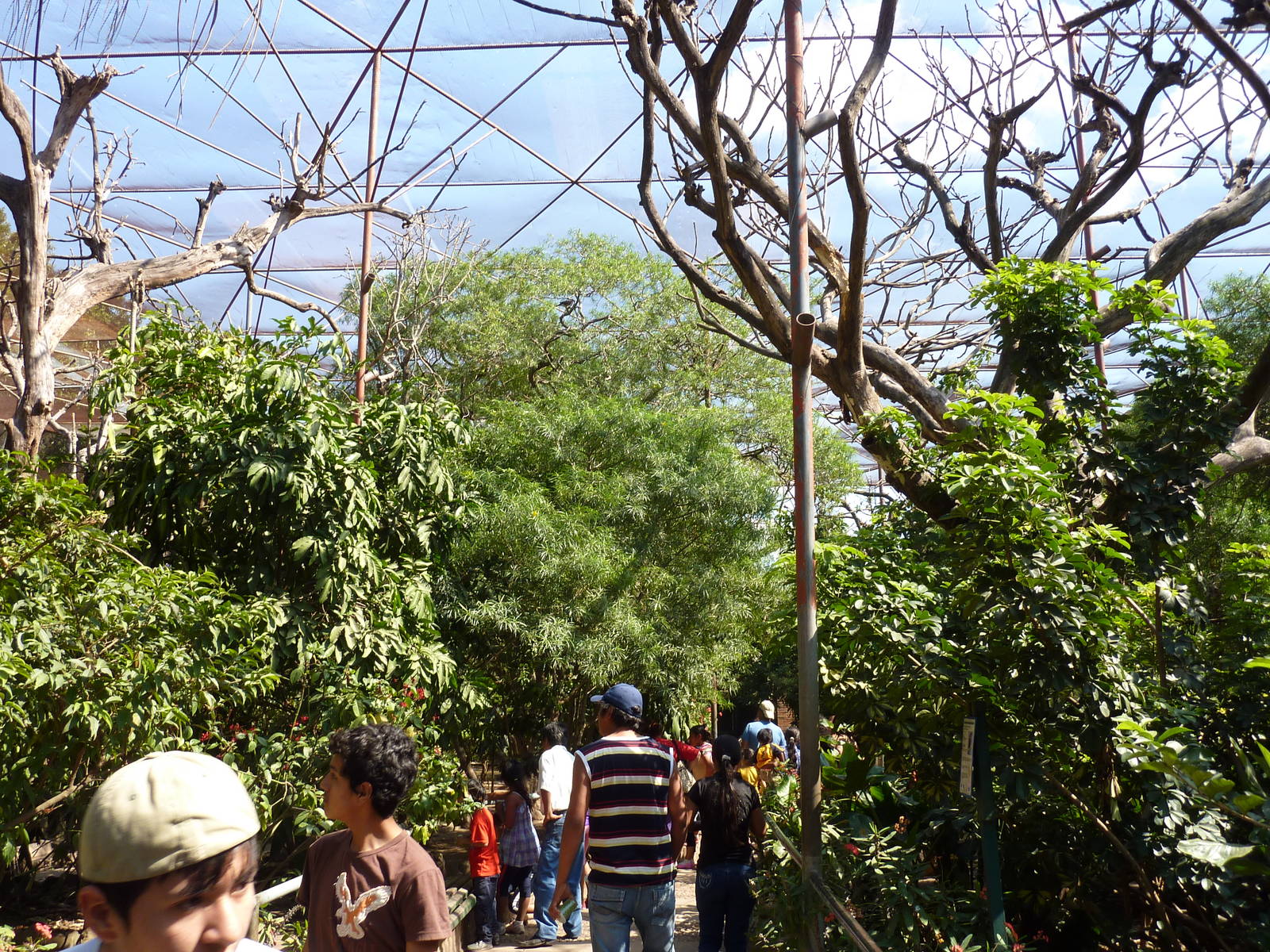Inside the walkthrough aviary