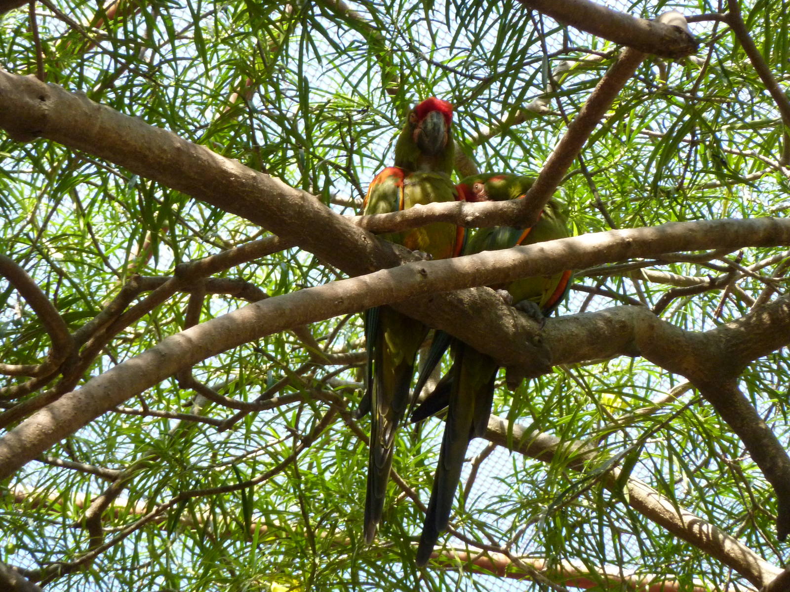 Inside the walkthrough aviary