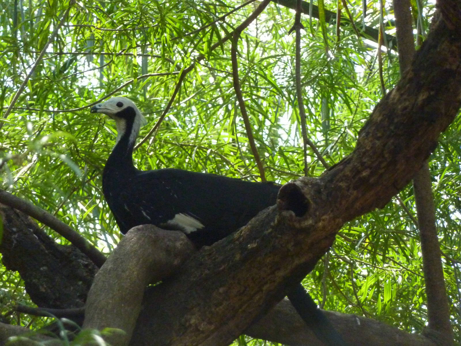 Inside the walkthrough aviary
