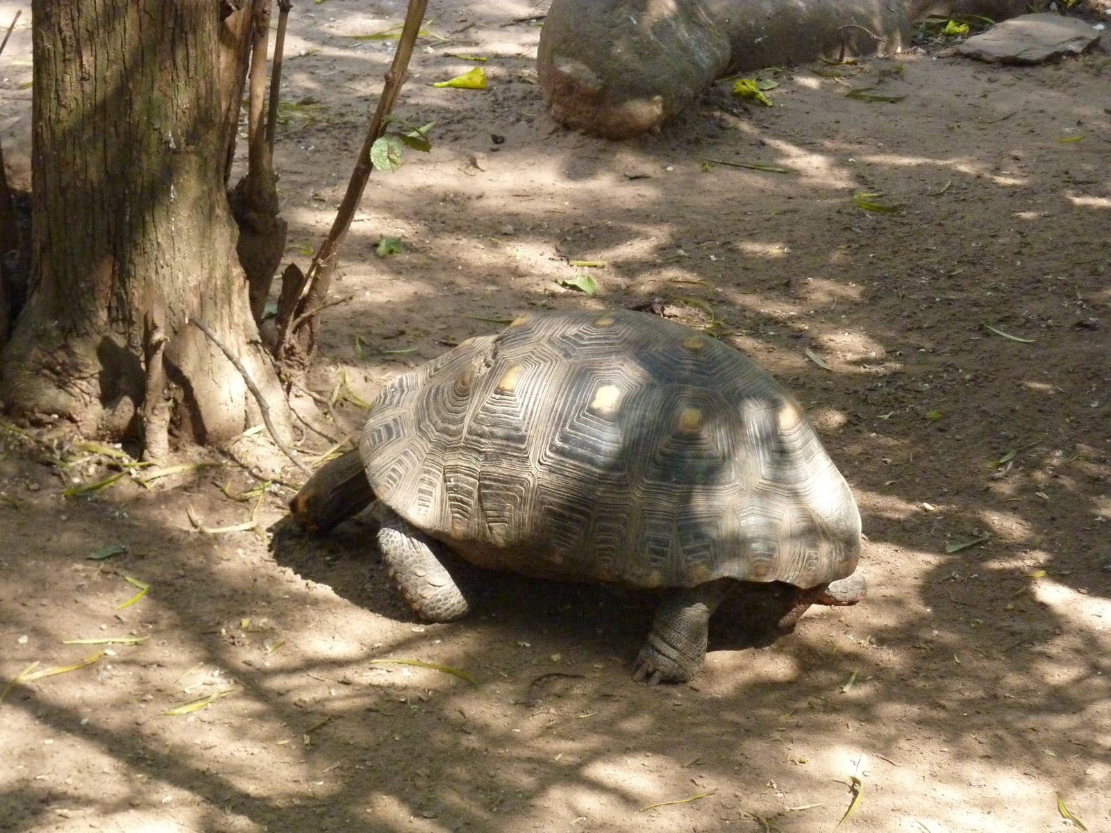 Inside the walkthrough aviary