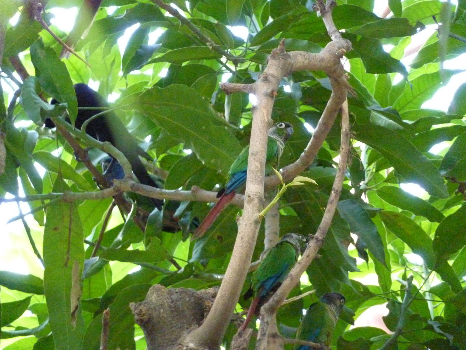 Inside the walkthrough aviary