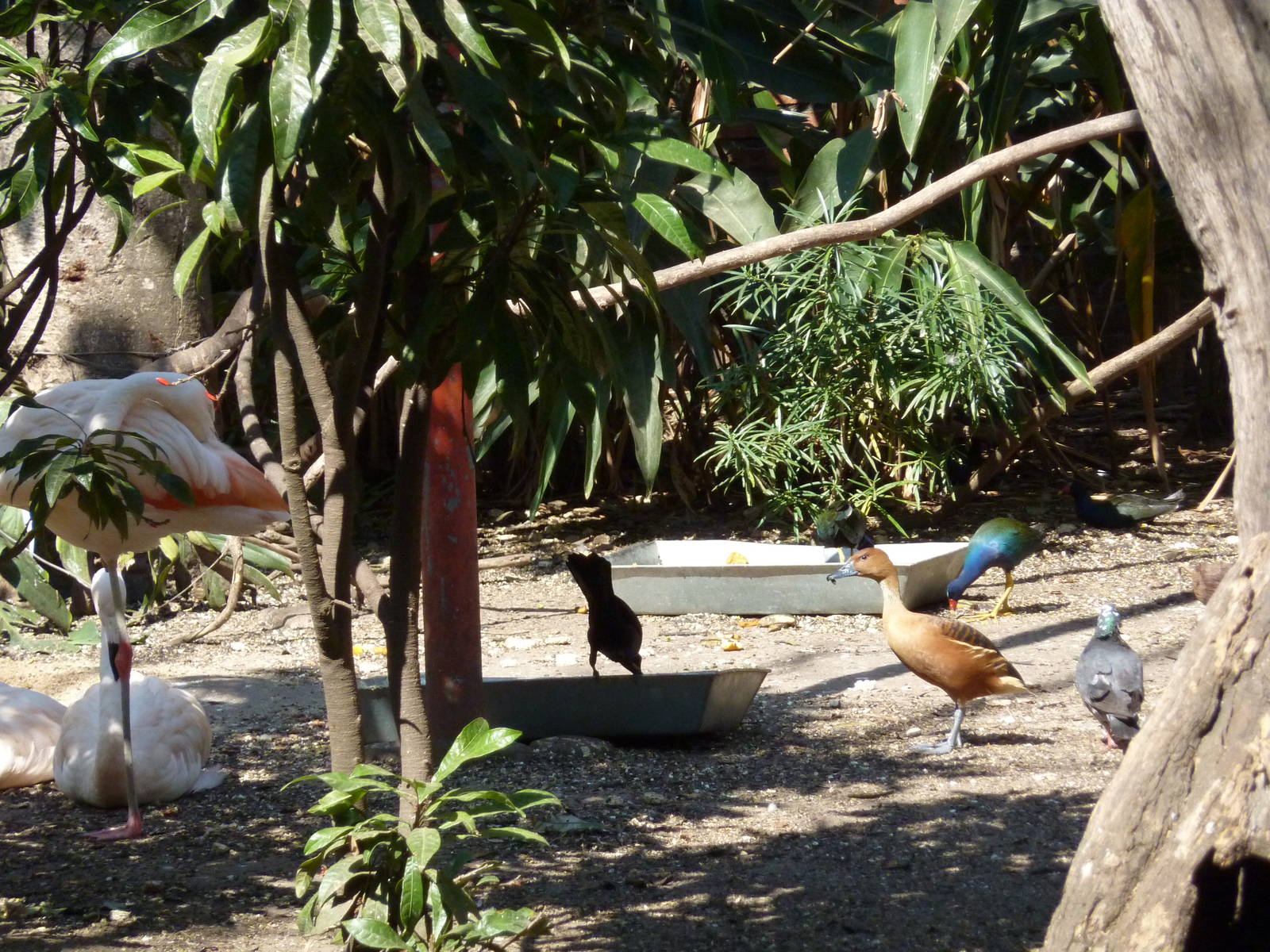 Inside the walkthrough aviary