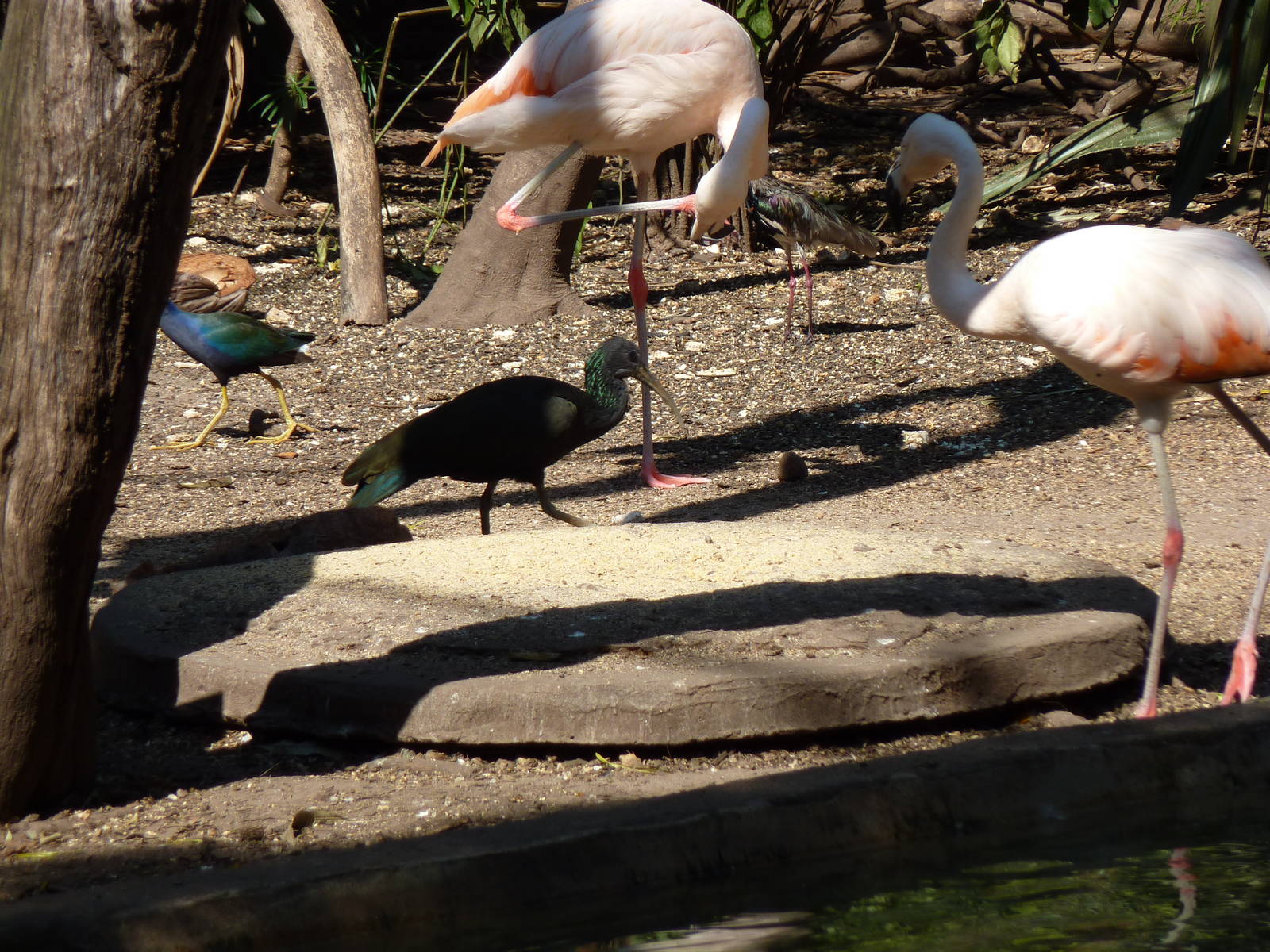 Inside the walkthrough aviary