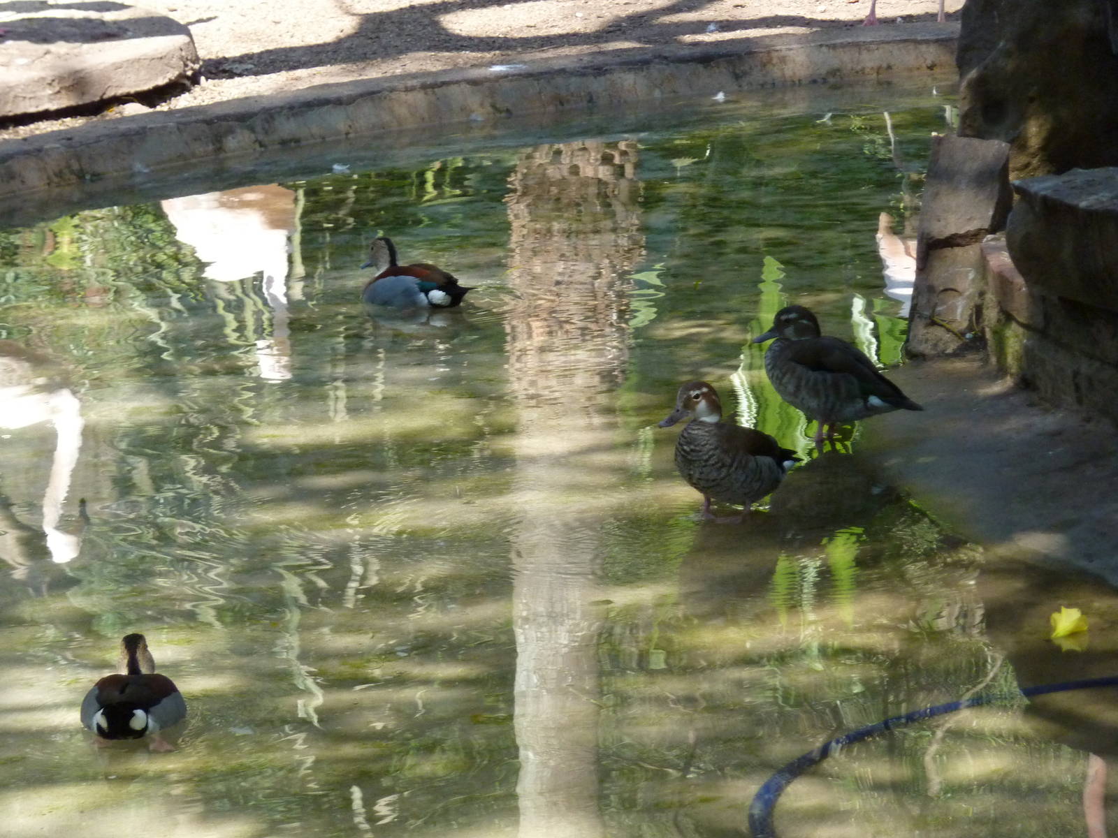 Inside the walkthrough aviary