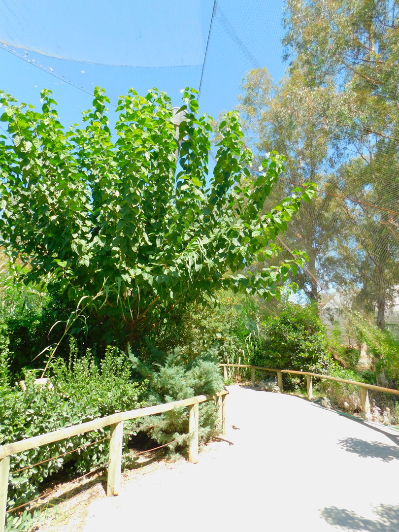 Inside the Walkthrough Aviary