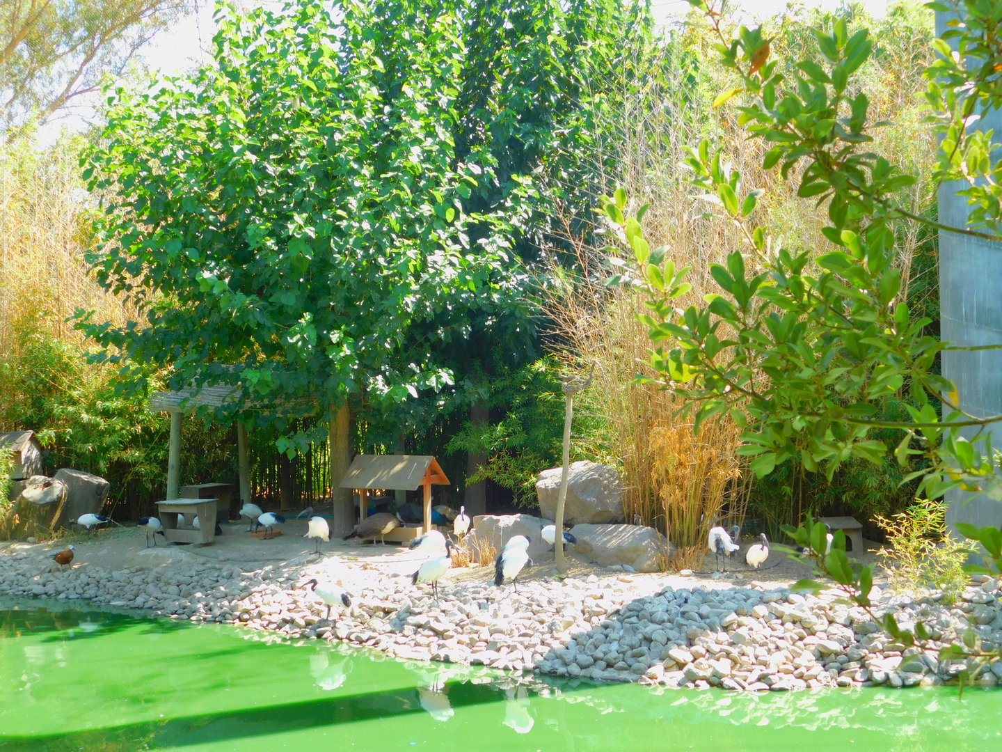 Inside the Walkthrough Aviary