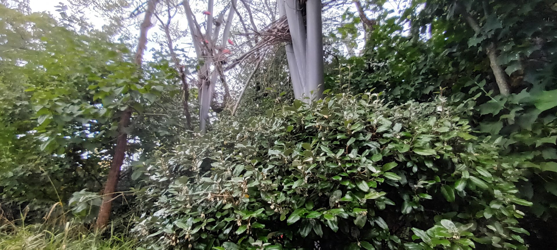 Inside the Walkthrough Ibis Aviary