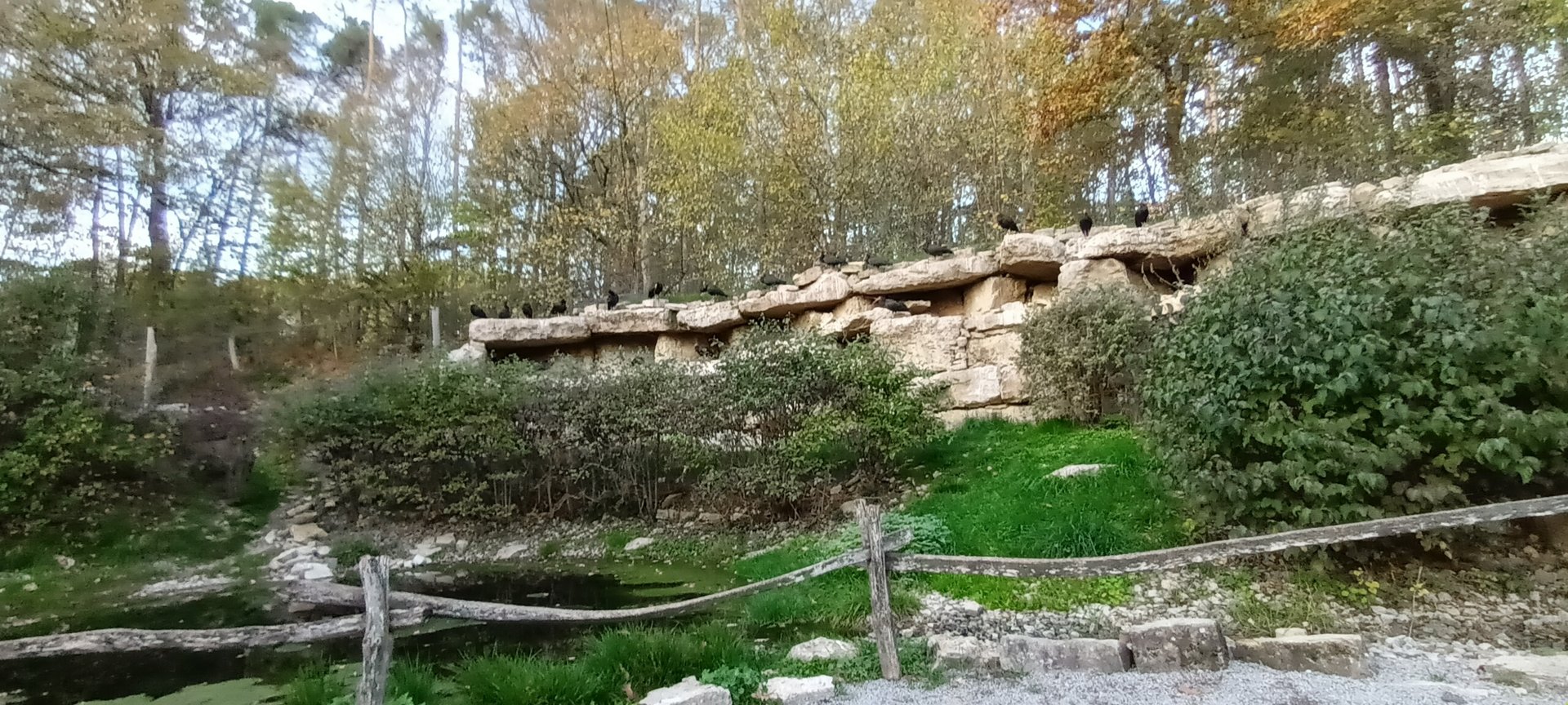 Inside the Walkthrough Northern bald Ibis Aviary