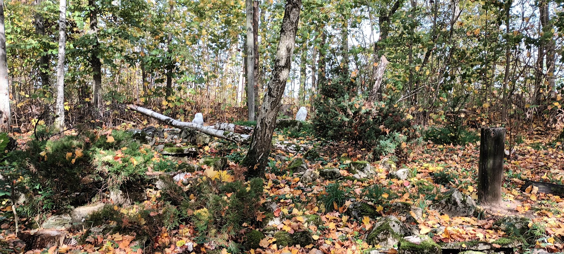 Inside the walkthrough Snowy Owl Aviary