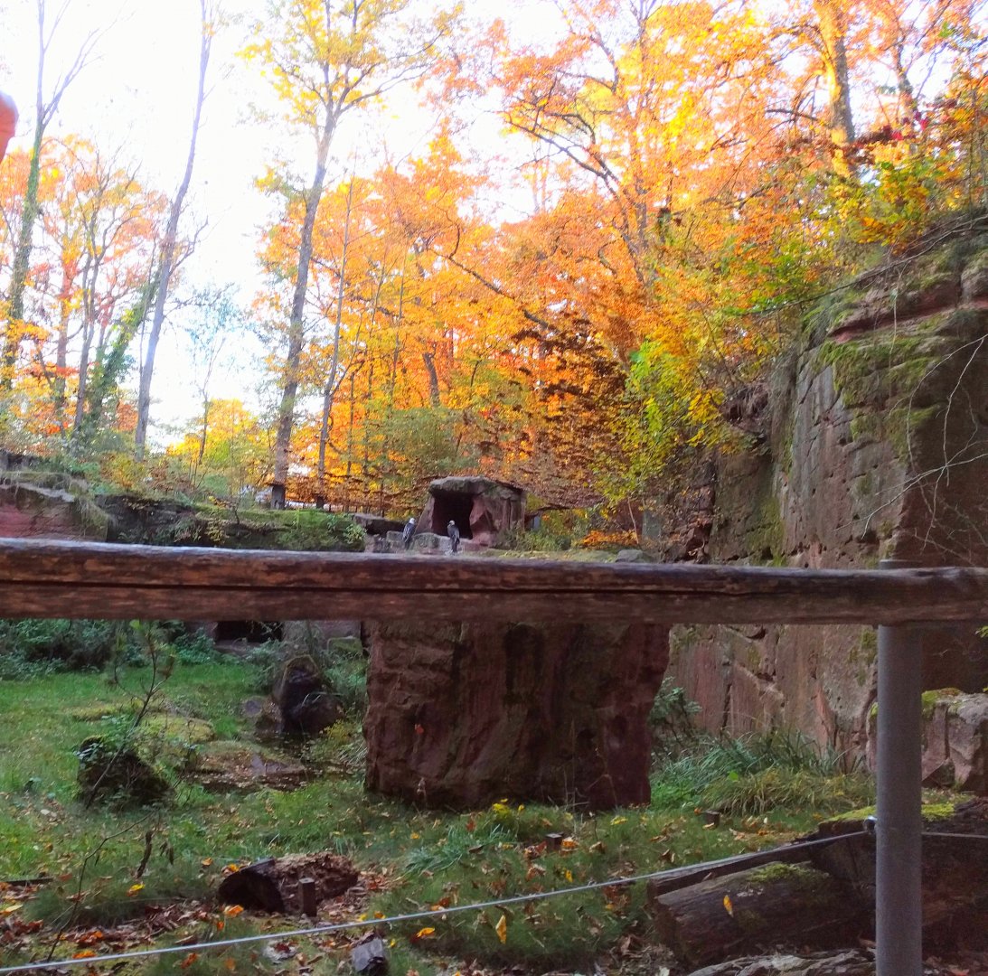 Inside the Walkthrough Vulture Aviary
