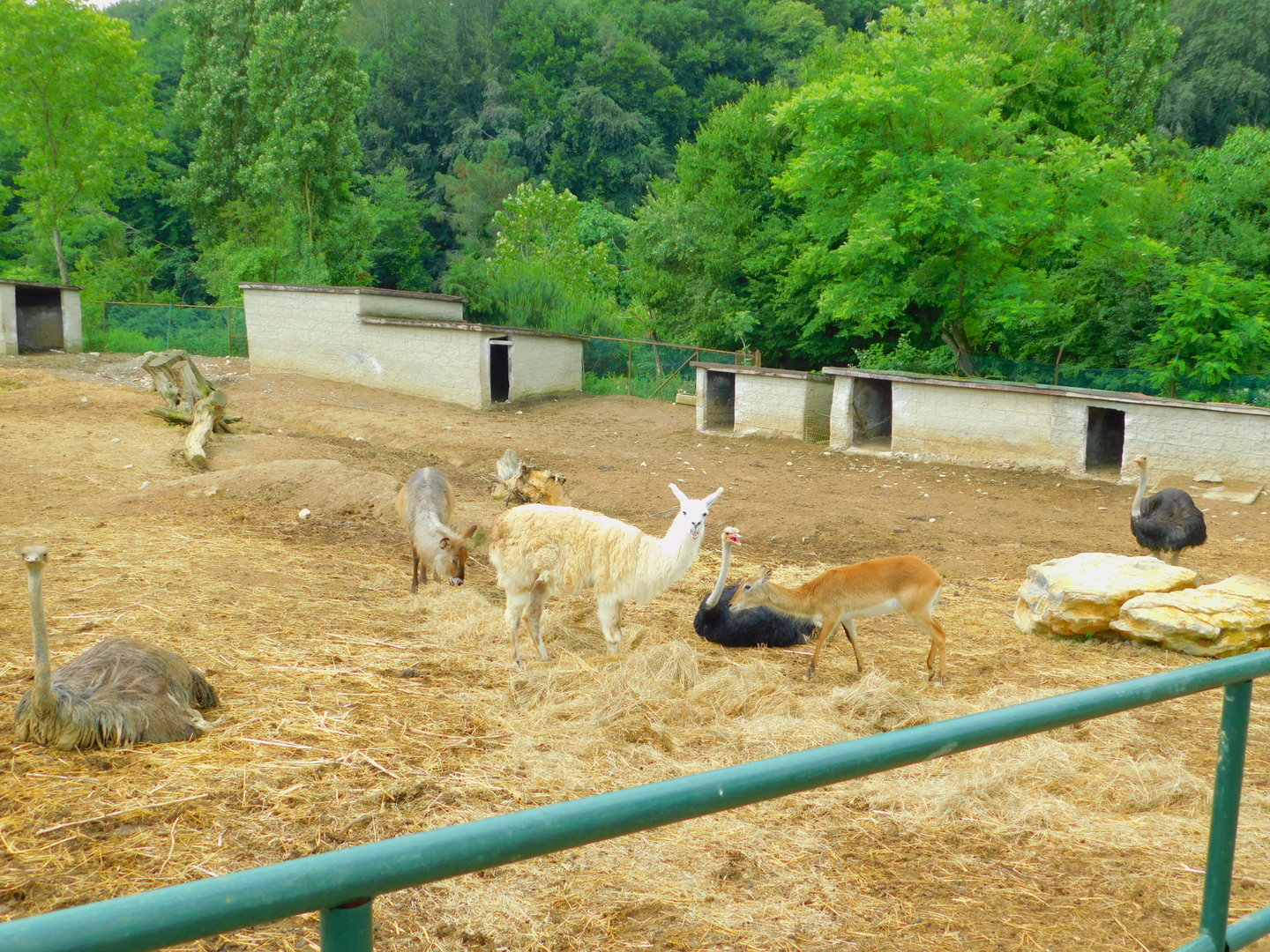Inside the Zebra and Co. Corral