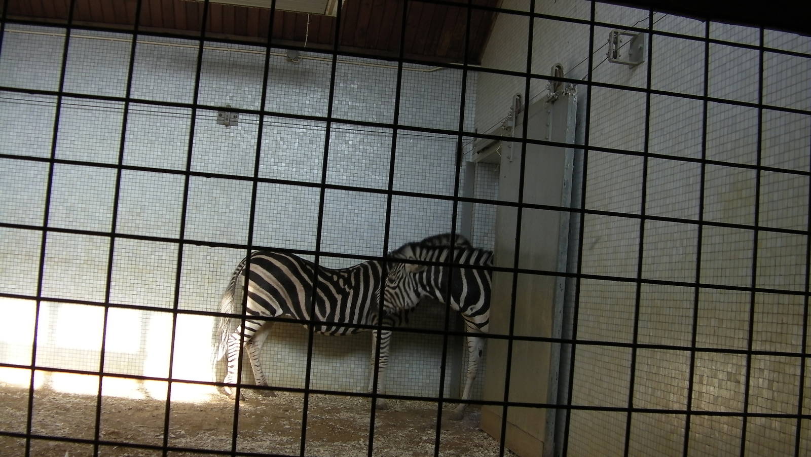 Inside the Zebra House - 24.03.2012