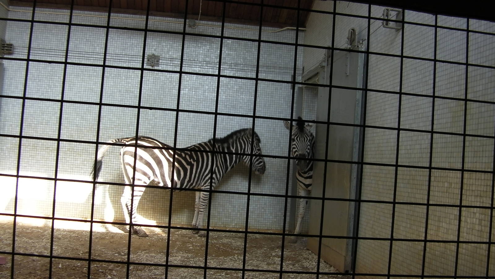 Inside the Zebra House - 24.03.2012