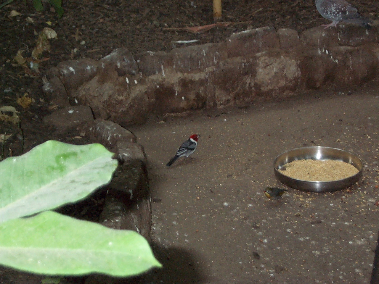inside tropical house any Id help would be appreciated