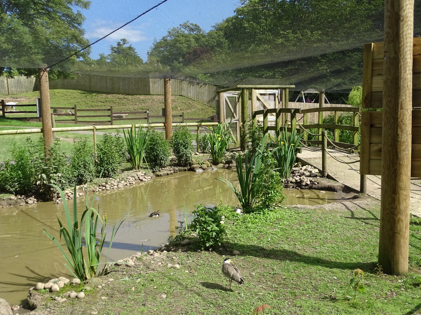 Inside walk-through aviary, 22nd June 2024