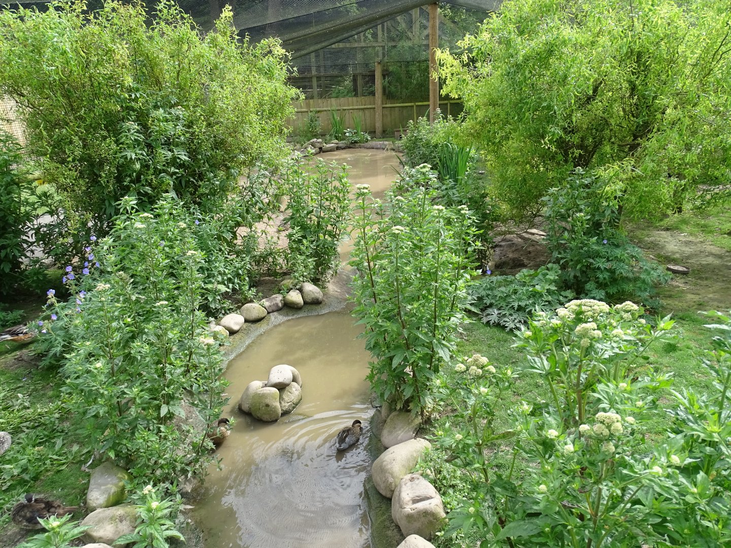 Inside walk-through aviary, 29th June 2024