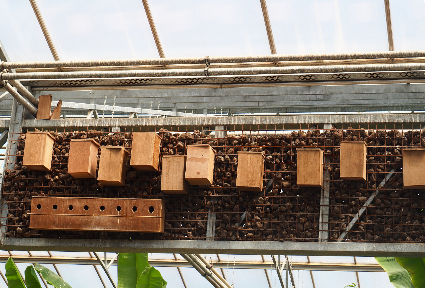 Installation with nesting boxes for the free-ranging birds in the tropical house, 2019-08-04