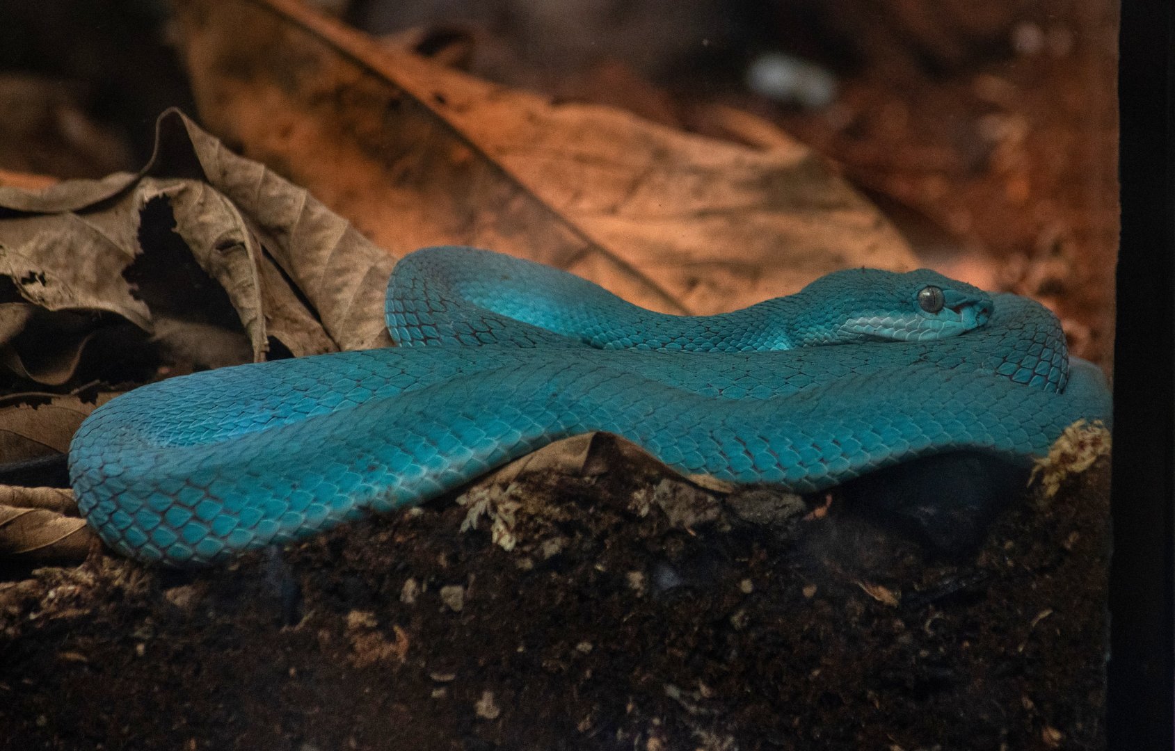 Insular Pit Viper (Trimeresurus insularis)