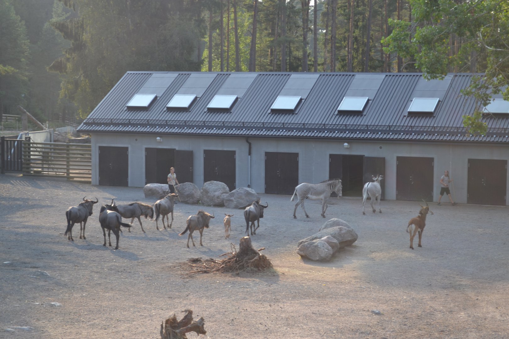 Intake of the savannah animals at Kolmården