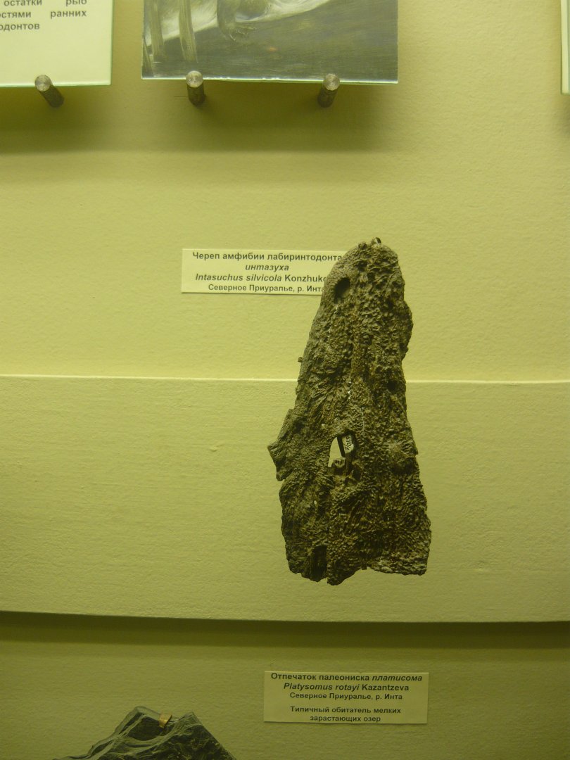 Intasuchus sylvicola skull