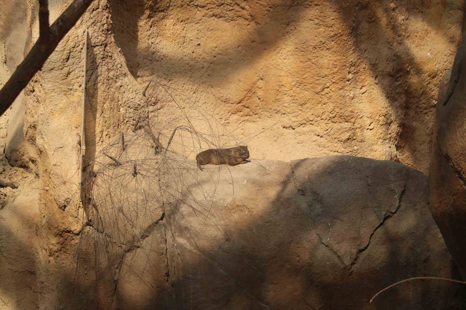 Intensive hyrax barriers, February 2016