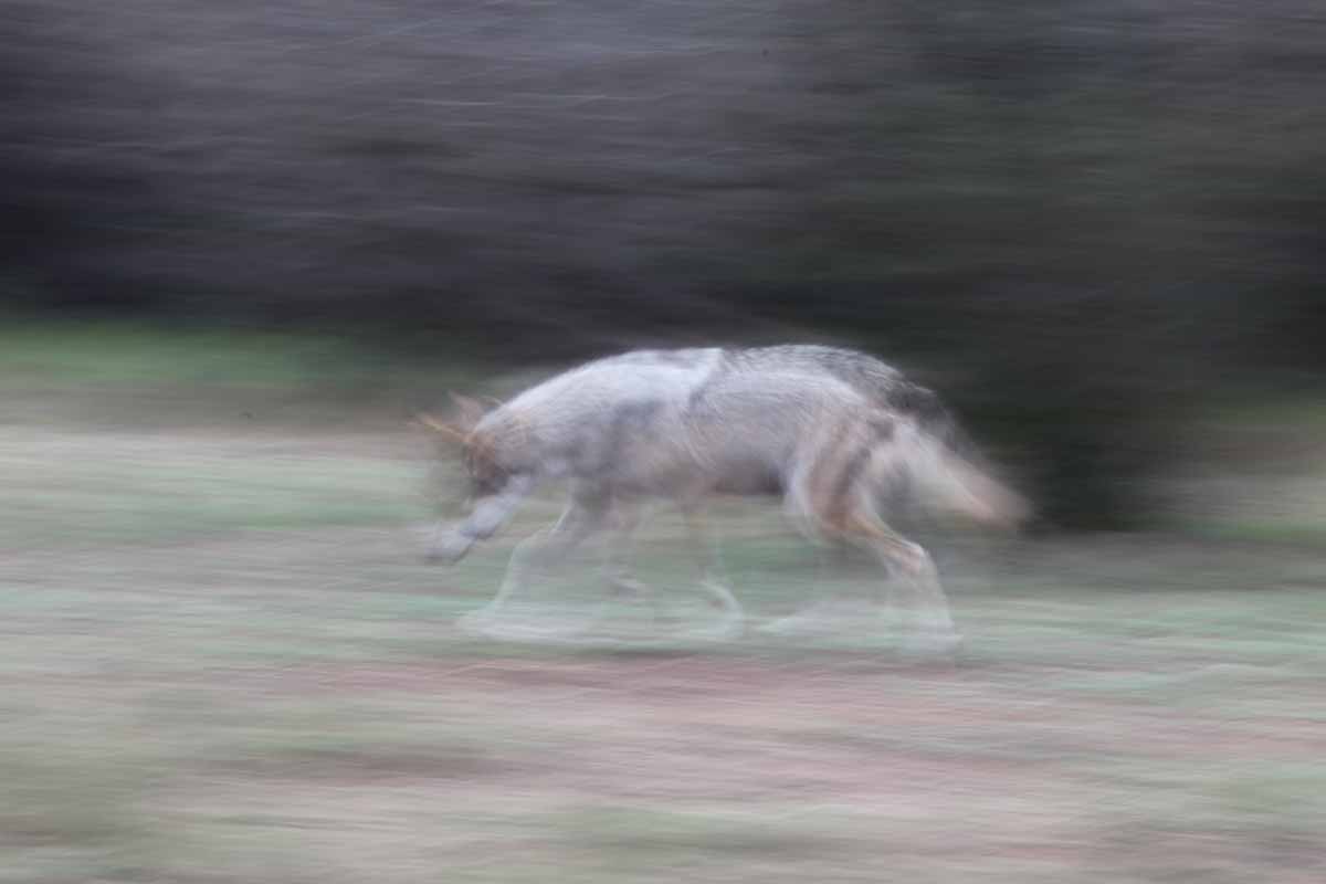 Intensive Management Area