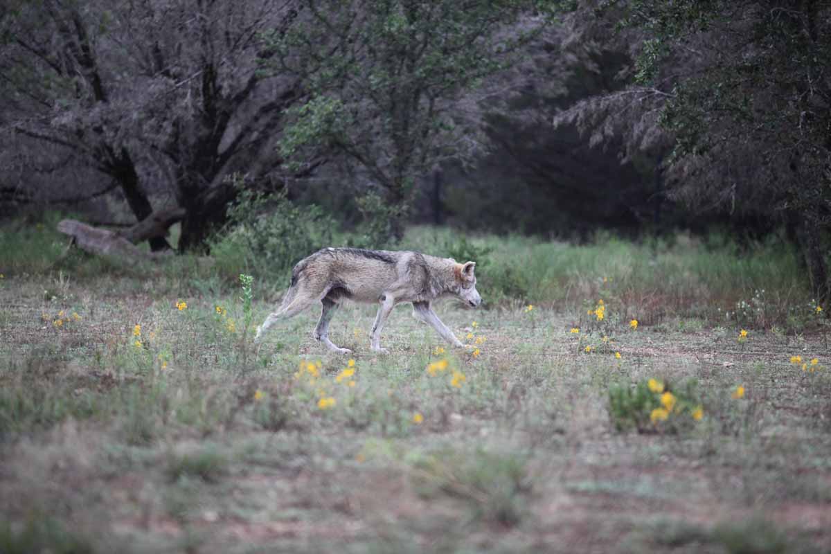 Intensive Management Area