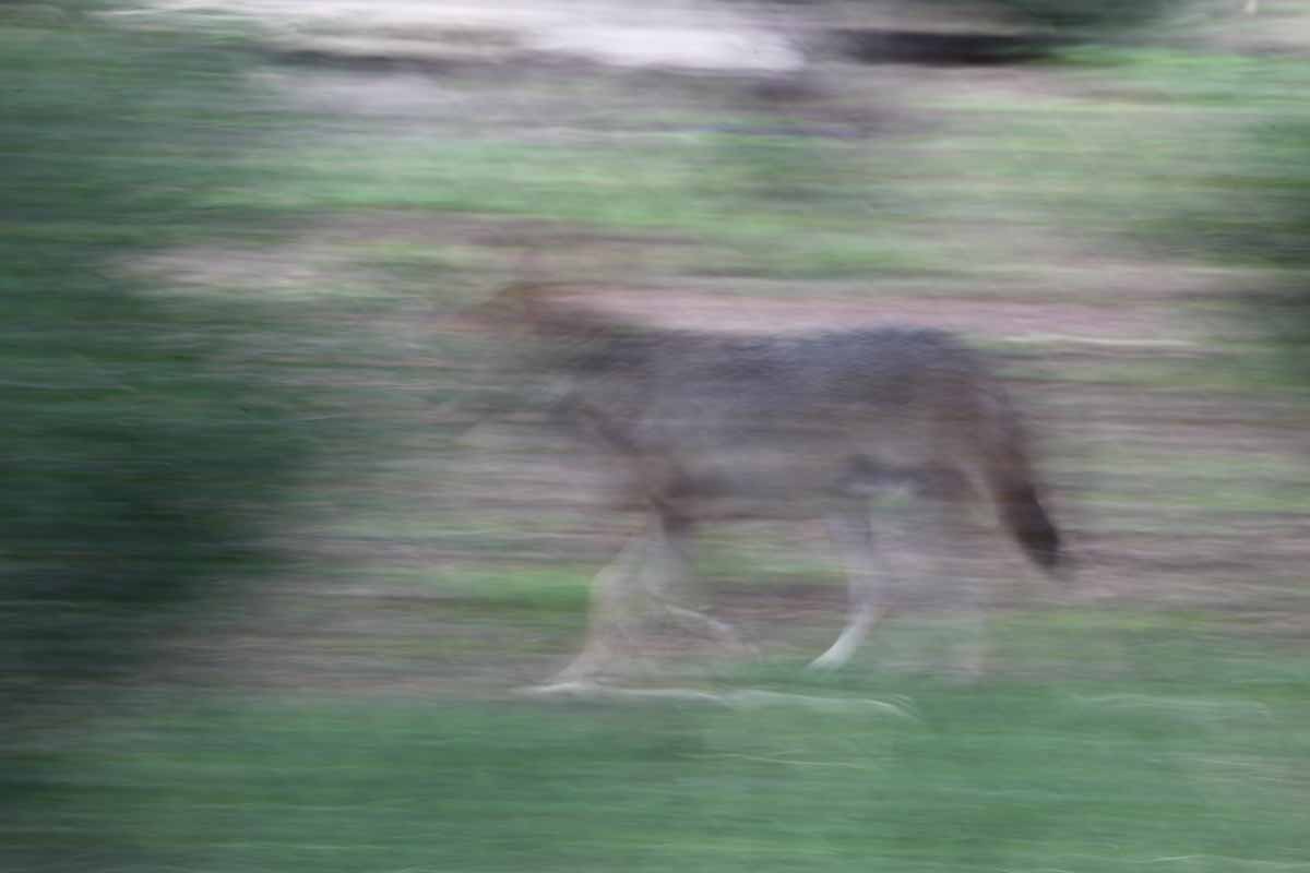 Intensive Management Area