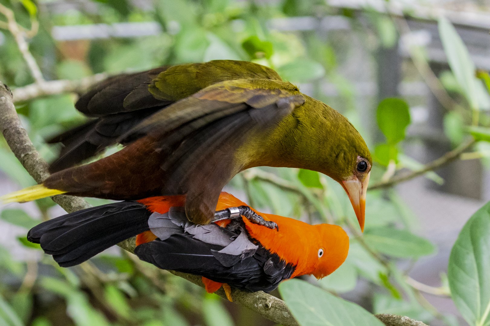 Inter-species bromance