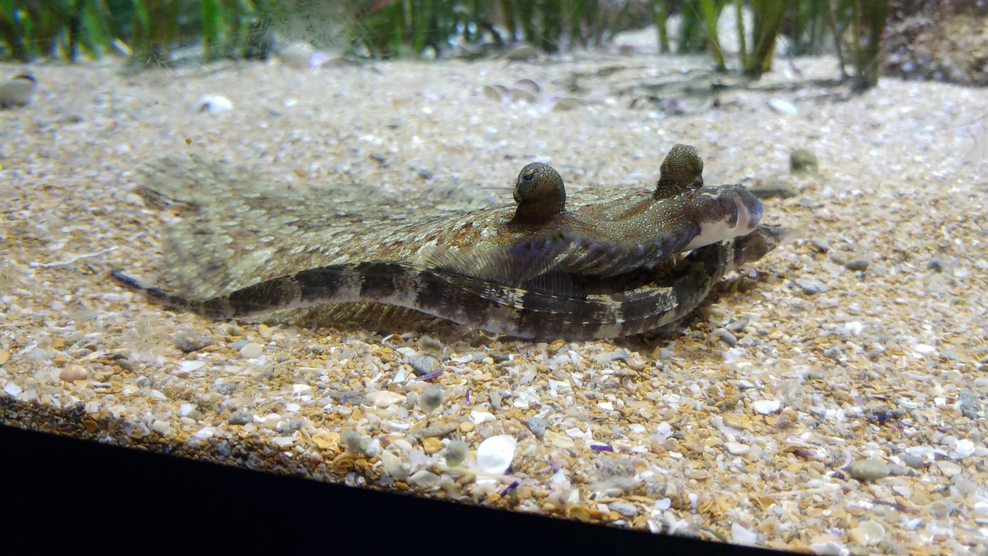 Inter-species cuddling