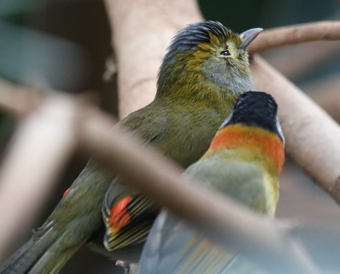 Inter-Species Preening Emei Shan Liocichla and Silver-Eared Mesia