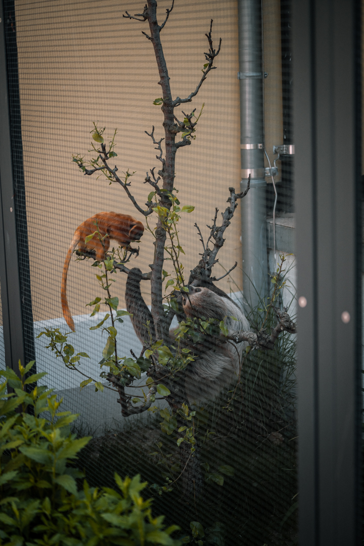 Interaction between sloth and golden lion tamarin