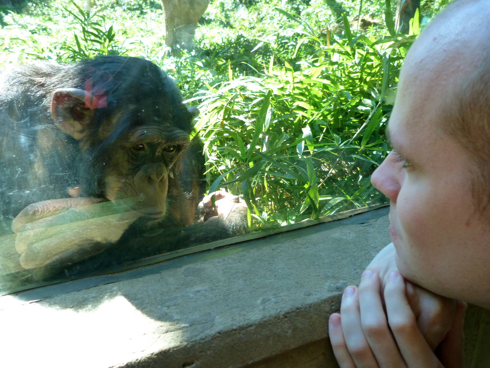 Interaction with a Chimp