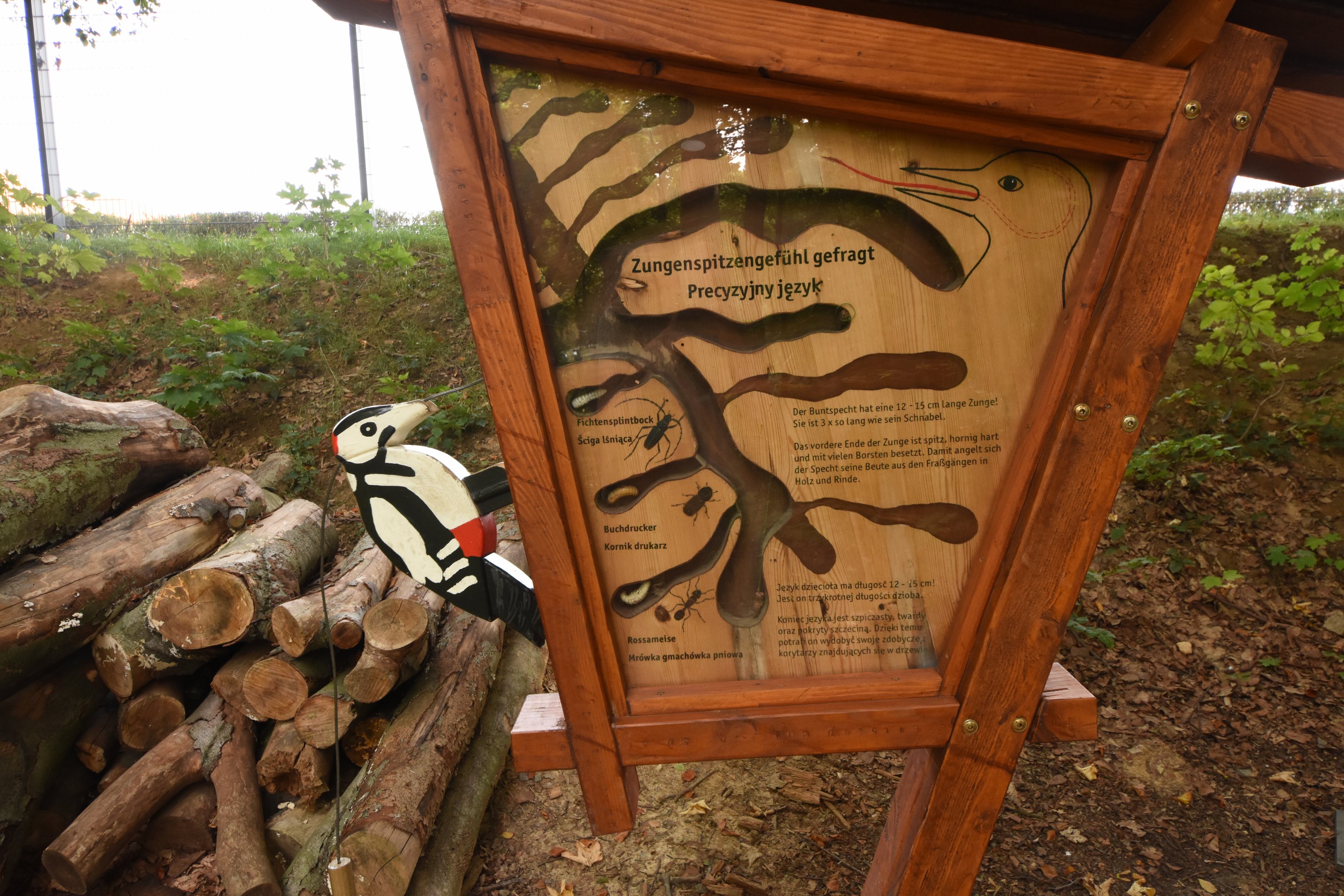 Interactive display on native Woodpeckers