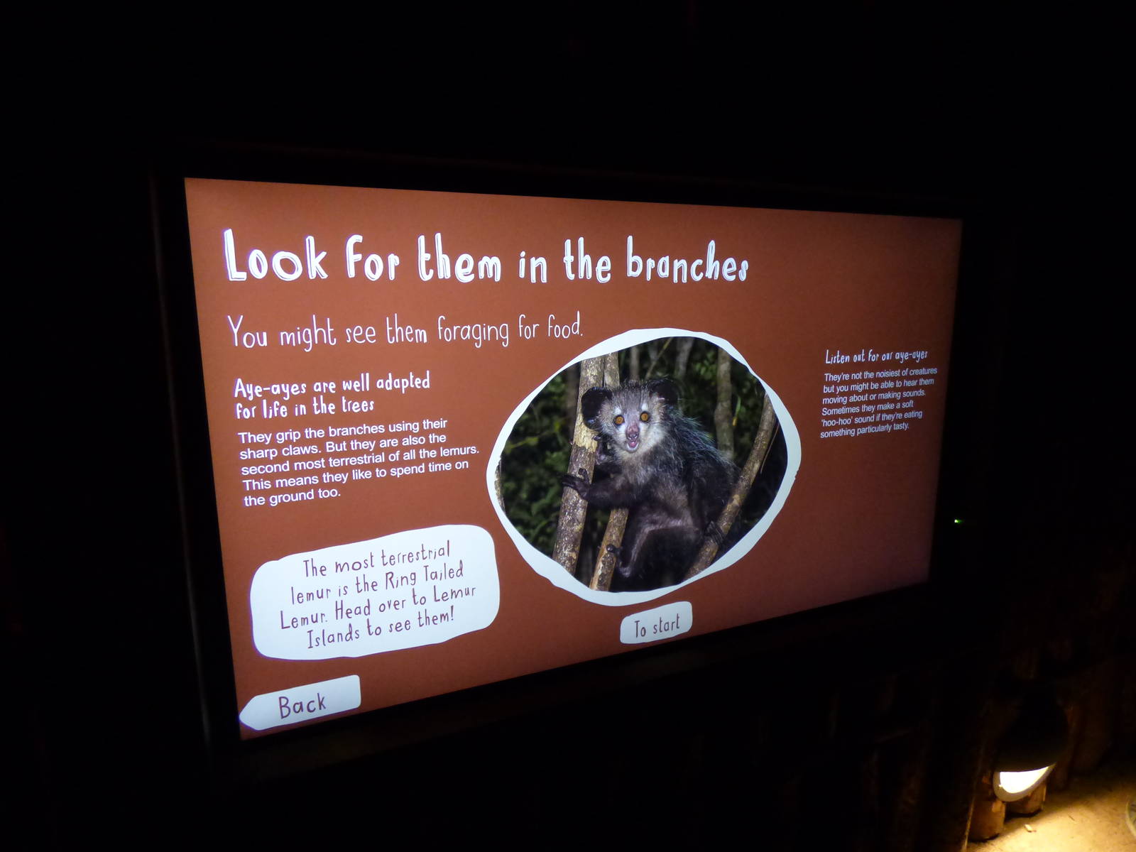 Interactive Educational Board in Aye-Aye Exhibit