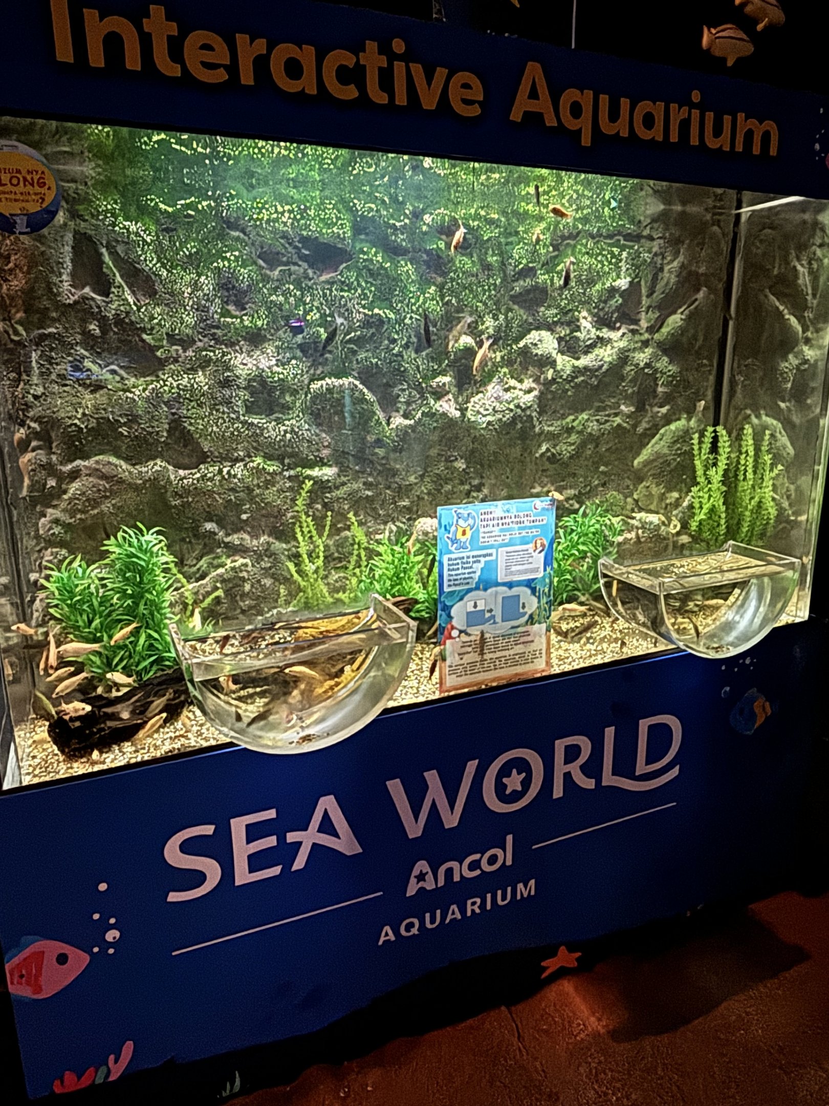 Interactive Fish Touch Tank