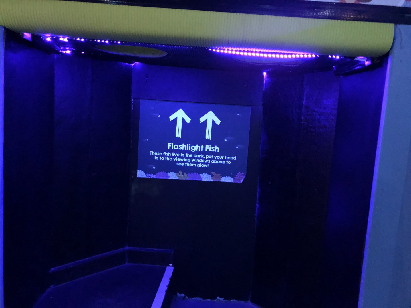 Interactive Flashlight Fish Exhibit at Tynemouth Aquarium (2019)