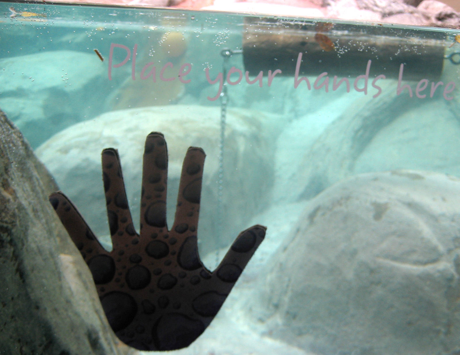 Interactive - otter exhibit