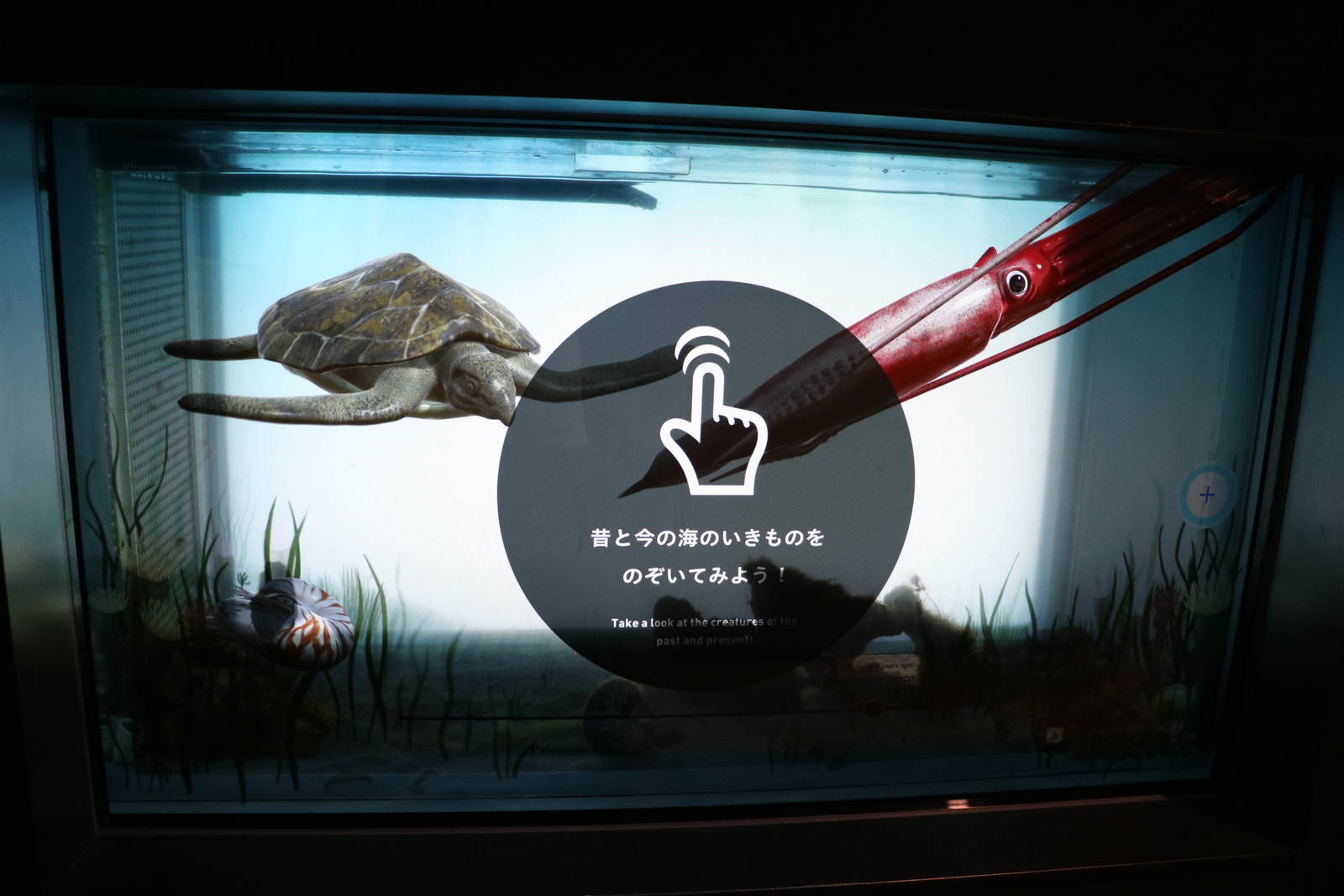 Interactive tank: Ancient creatures - EPSON Aqua Park, February 2016