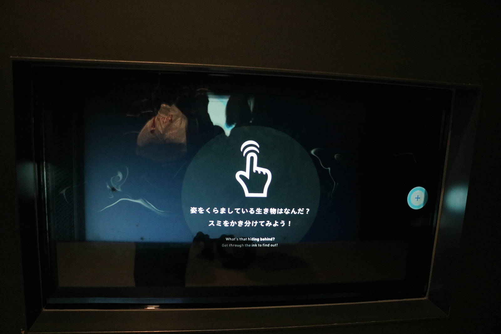 Interactive tank: octopus - EPSON Aqua Park, February 2016