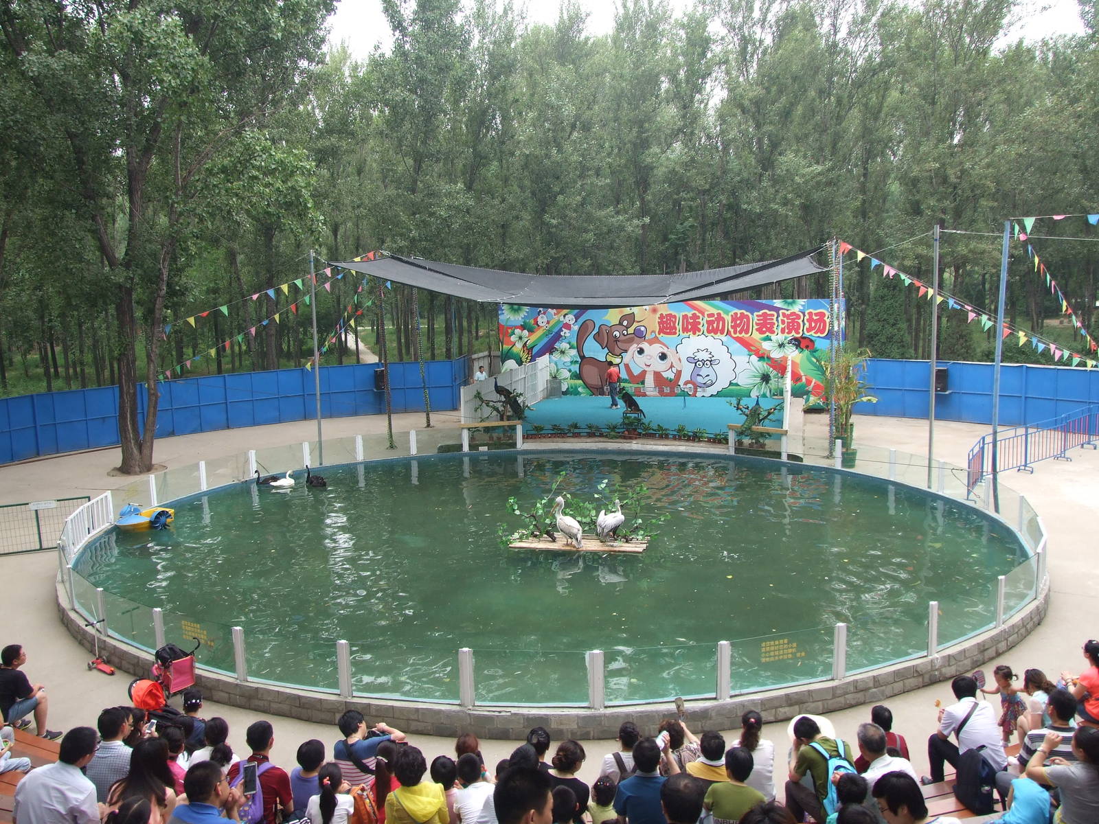 Interesting Animal Performance area