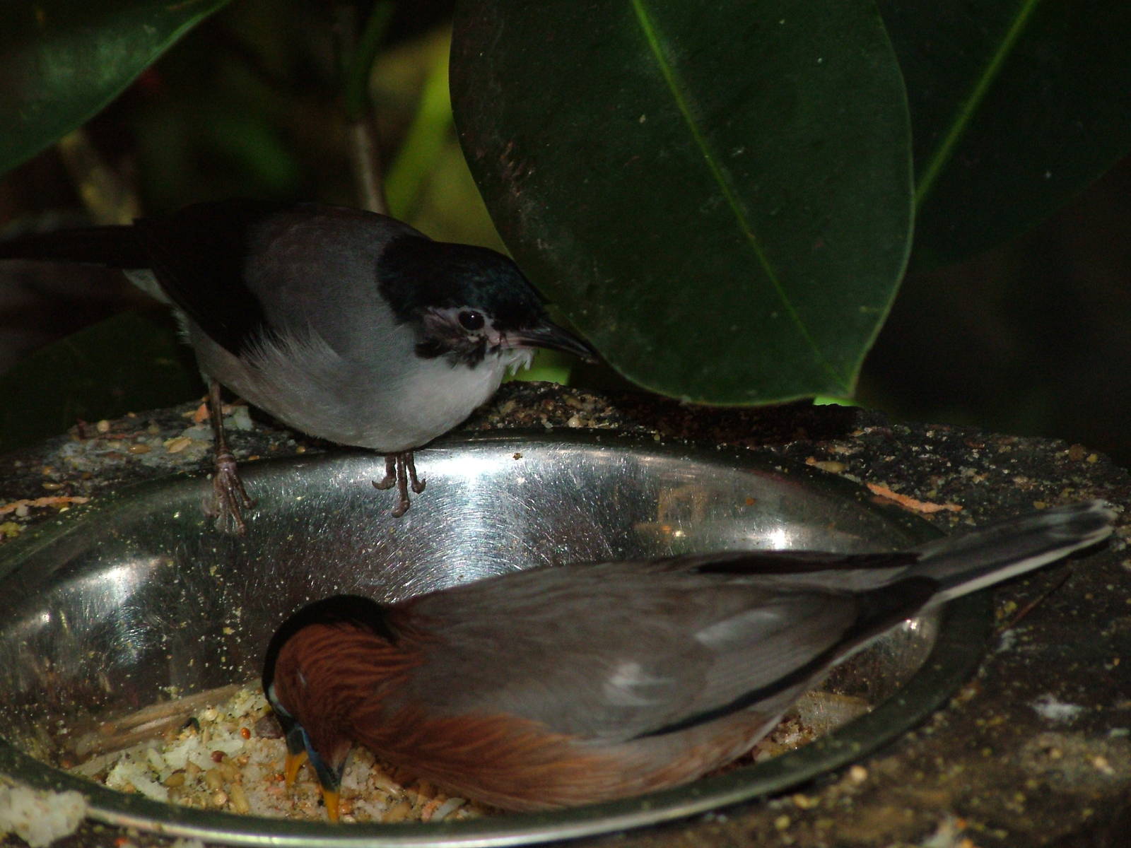 Interesting bird table at Ostrava, 29/05/10