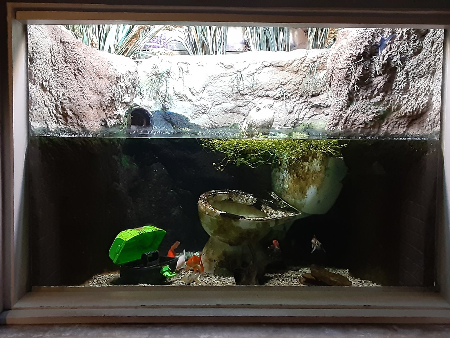 Interesting choices of fish tank decor