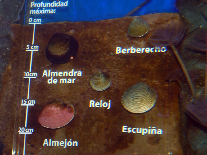 Interesting clam display